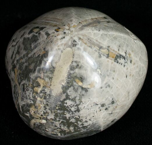 Polished Fossil Sea Urchin (Micraster) #10268